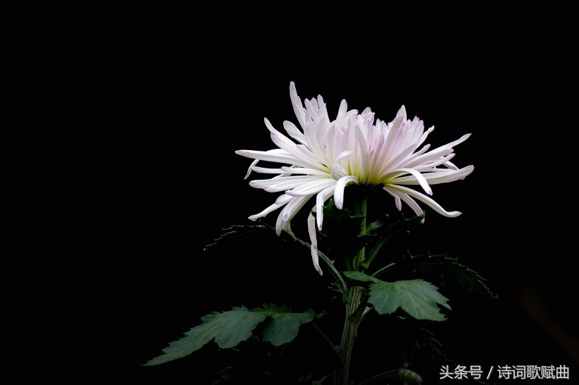 十首简短的爱国诗词,十句表达爱国情怀的诗句