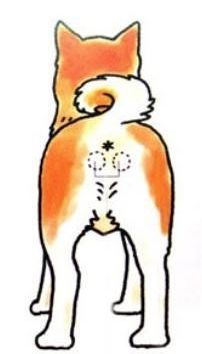 怎么告诉狗不用擦屁股,为什么狗子不用训也好乖