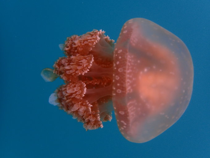 帕劳水下摄影最佳时间,帕劳海上旅游攻略