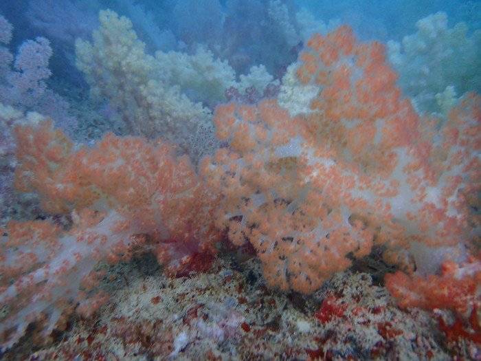 帕劳水下摄影最佳时间,帕劳海上旅游攻略