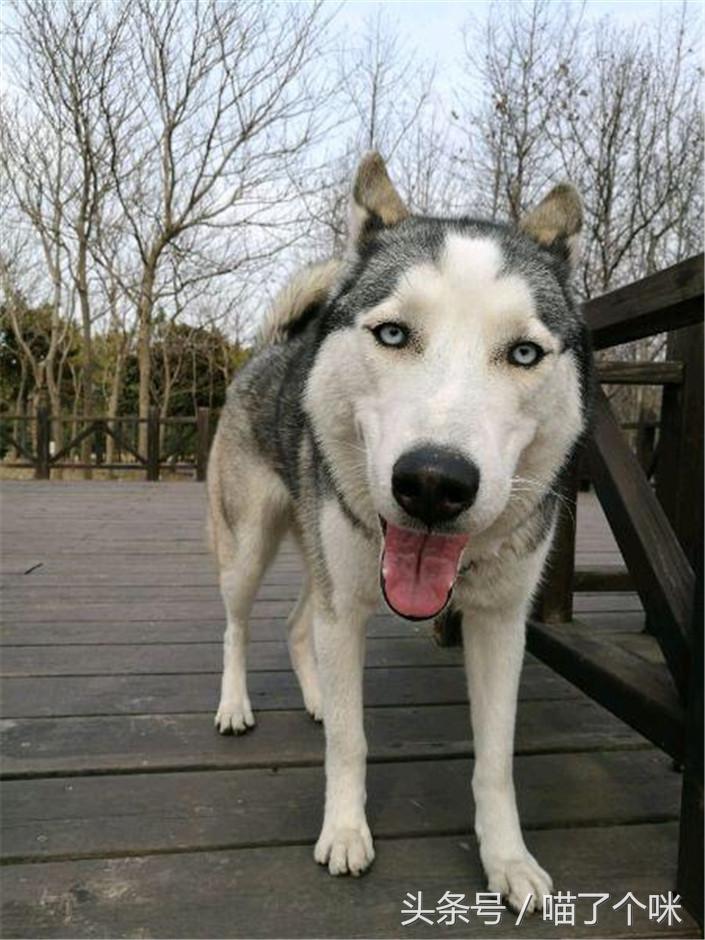 捡来一只哈士奇来养,在狗市用最低价买到哈士奇可以吗