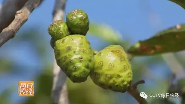 为什么热带的水果又甜又好吃,又酸又苦的热带水果