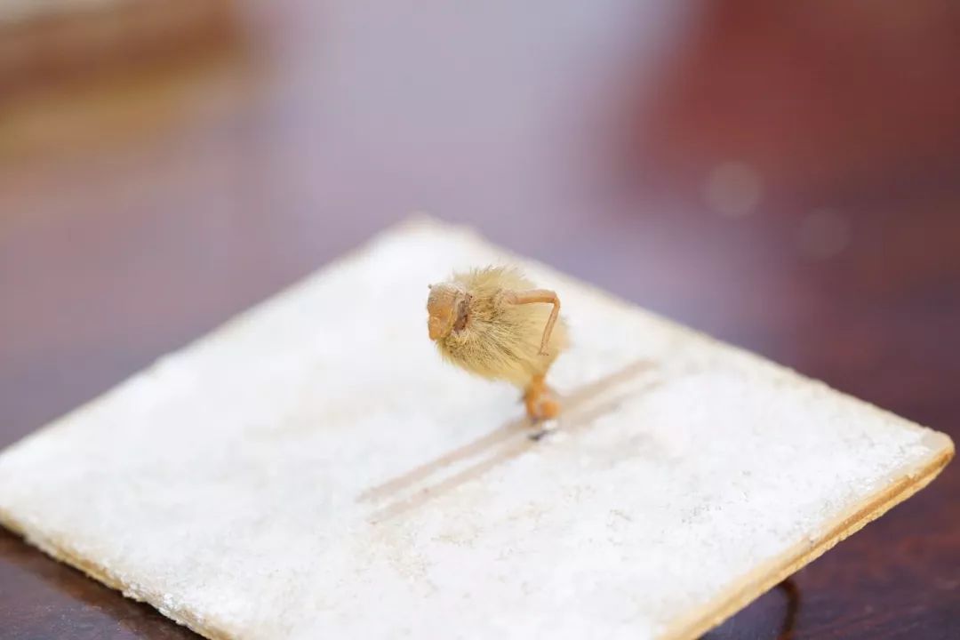 他拜师曹雪芹后人，将虫壳、玉兰变成立体漫画！