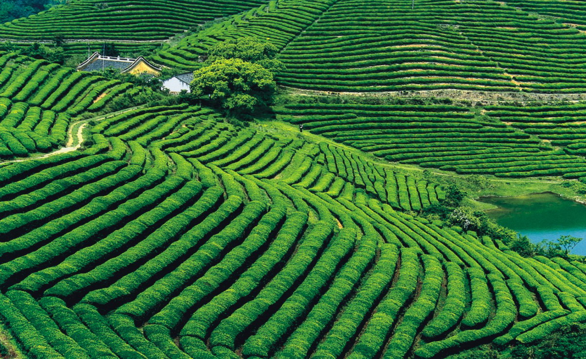 区块链亮剑食品安全,食品安全领域区块链问题