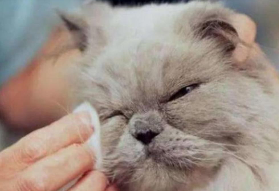 「科普篇」家里的猫咪流眼泪，不要着急，试试这几种解决办法！