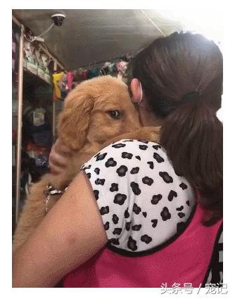 金毛被老姨强行亲,主人吻了金毛一下金毛反应