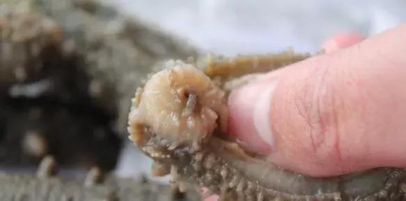 泡发好的海参还用处理吗,泡发过6次的海参后面怎么处理