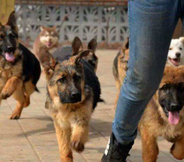 「涵姐说：德国牧羊犬」一篇详细介绍德牧/德国牧羊犬的文章