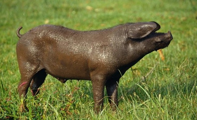 兽医水肿,治猪水肿最快的方法怎么喂药