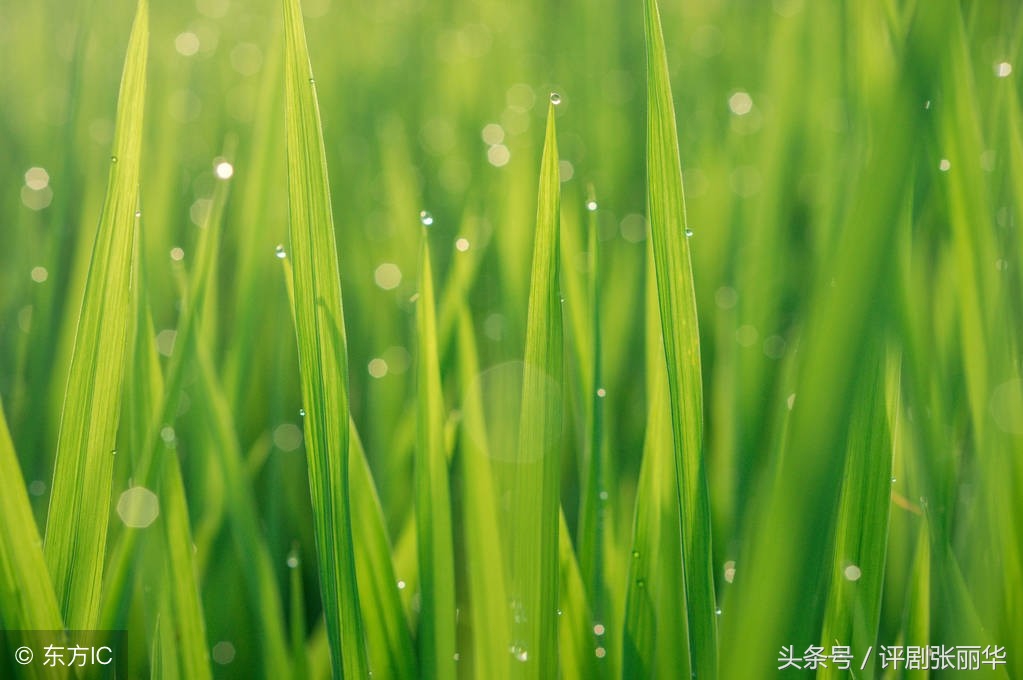 适合儿童朗诵的春天优美诗句,朗诵春天的诗句视频