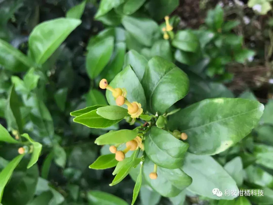 柑橘果实黄化的原因,柑橘果树黄化怎么治疗