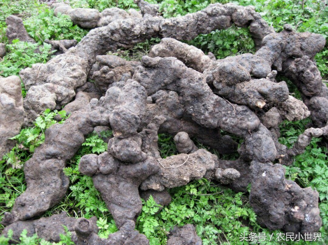 农村种植药材最赚钱,北方最赚钱的药材有哪些