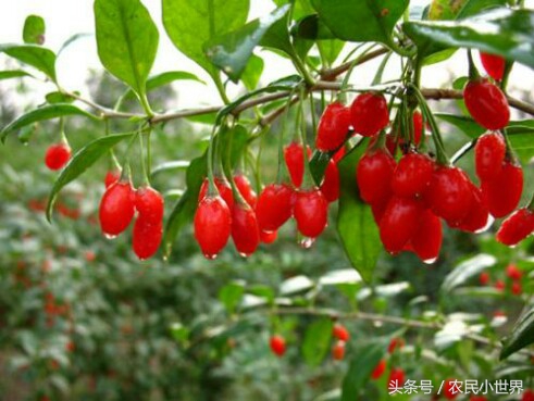 农村种植药材最赚钱,北方最赚钱的药材有哪些