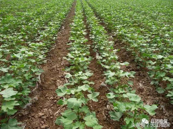 棉花化控的四个阶段,棉花化控技术视频教程