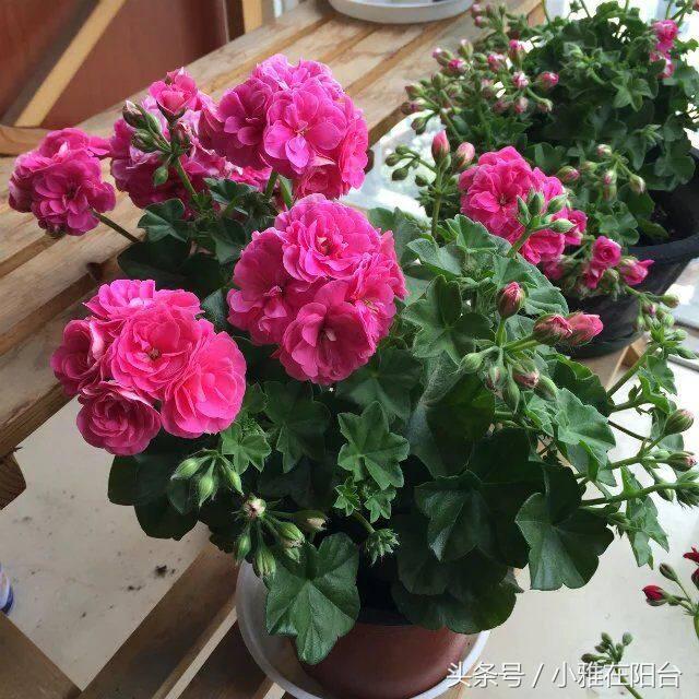 驱蚊子最有效的植物花草,能驱蚊的植物有哪些