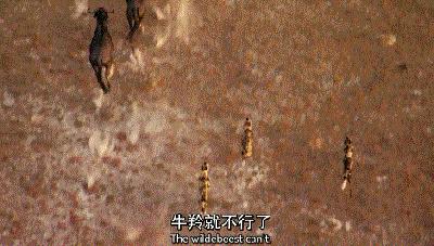 假期一定要给孩子看的20部纪录片,12部适合和孩子一起看的纪录片