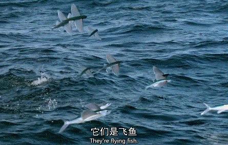 假期一定要给孩子看的20部纪录片,12部适合和孩子一起看的纪录片