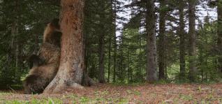 假期一定要给孩子看的20部纪录片,12部适合和孩子一起看的纪录片