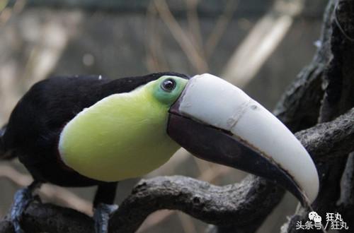 3D打印技术助力先进制造,3d打印帮助动物