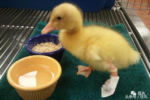 3D打印技术助力先进制造,3d打印帮助动物