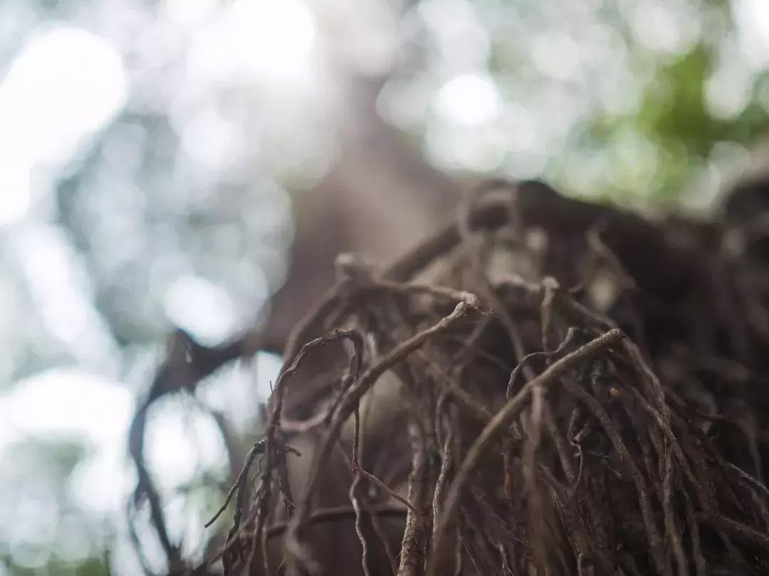 奥林巴斯epl9什么时候发布的,用颜值说话奥林巴斯e-pl9评测