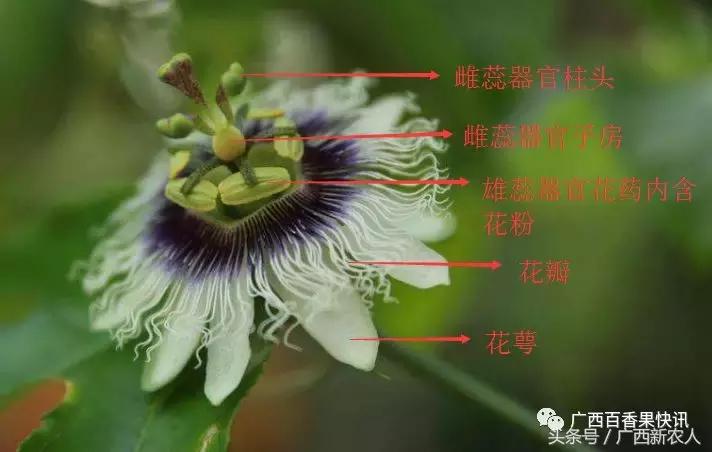 百香果开花结果期间怎样管理,百香果开花结果期间如何管理