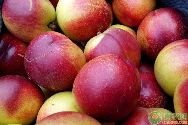 目前市场上的油桃多少钱一斤,今日油桃价格最新报价