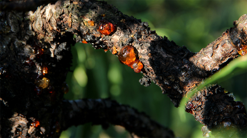 桃胶甜品做法视频教程,美食主播做甜品过程