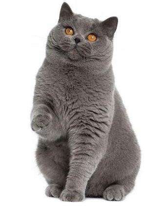 世界上最顶级的猫咪,世界上最巅峰的猫咪