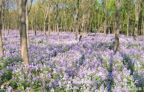 北京这四个景点小众还免费,北京油菜花海免门票