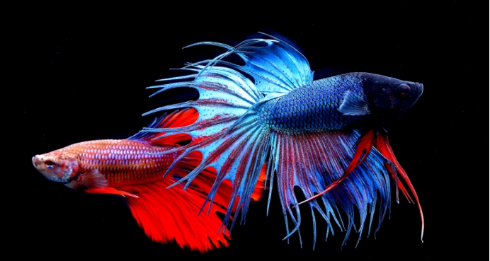 有没有像斗鱼但又不是斗鱼的鱼,斗鱼和斗鱼直播有区别吗