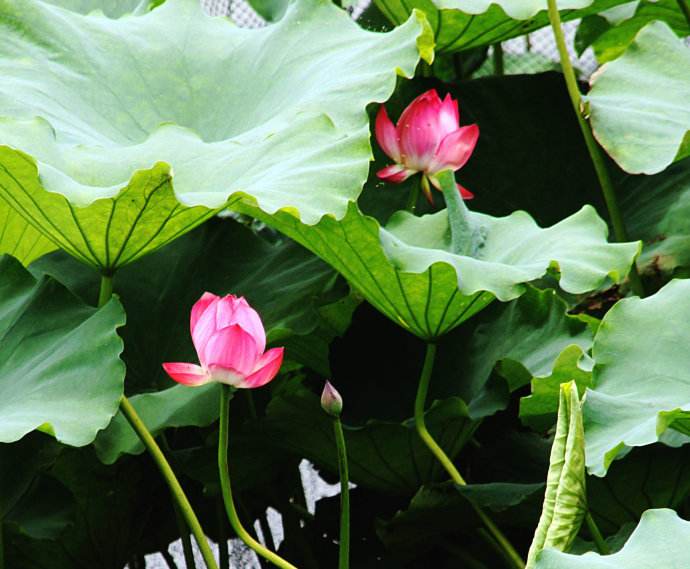 包君成小学语文作文范文,小学语文作文范文摘抄通用70篇