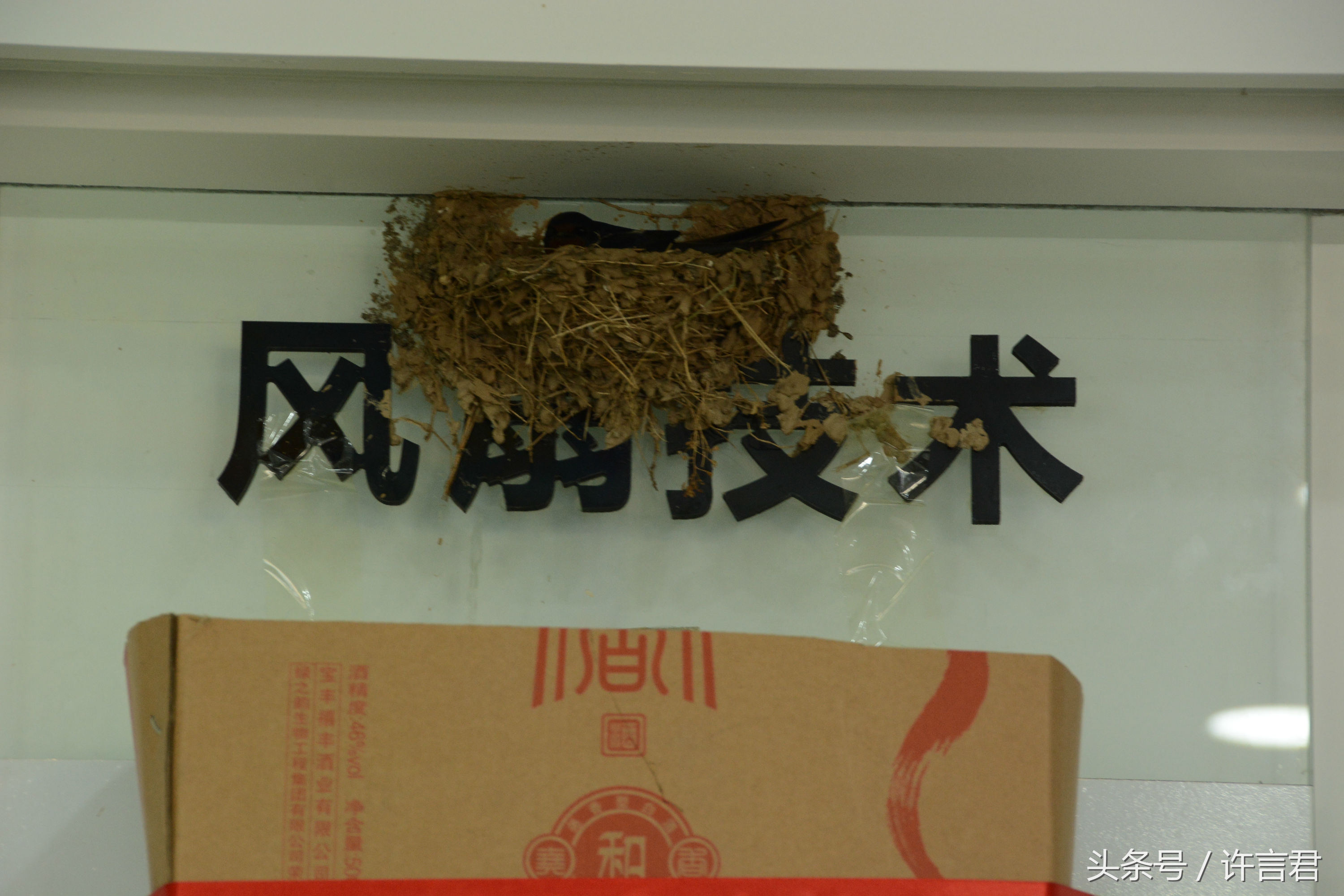 燕子在店铺内安家，老板和员工一起给燕子帮忙