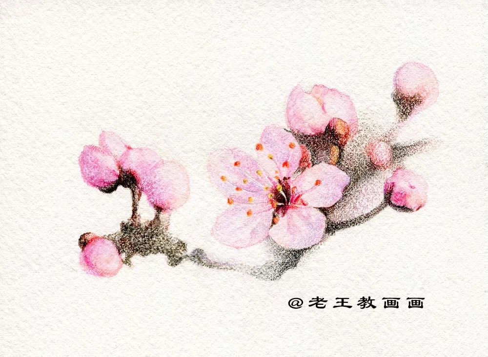 桃花桃树用彩铅怎么画,三年级简单画桃花彩铅