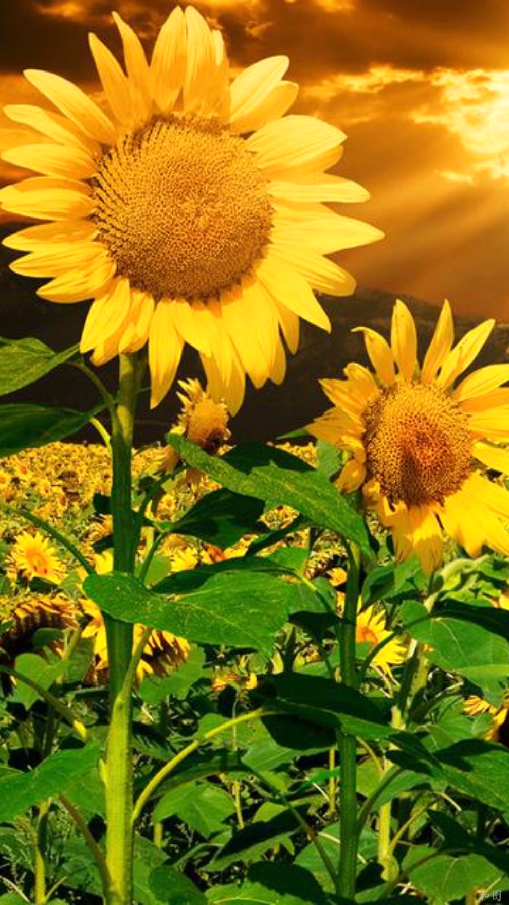 塞尔达传说旷野之息精美手机壁纸,王鸥精美手机壁纸