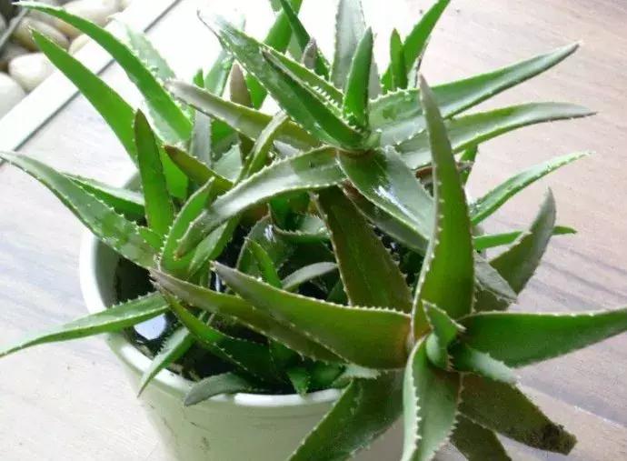 芦荟烂根叶子全掉了怎么能救活,芦荟烂根怎么补救最快