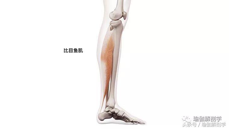 小腿粗壮一招搞定,小腿粗壮僵硬三个动作