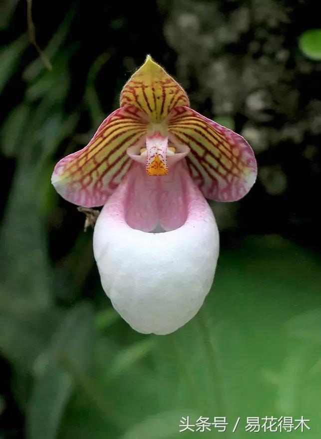 兰花品种兜兰,兰花草品种大全兜兰