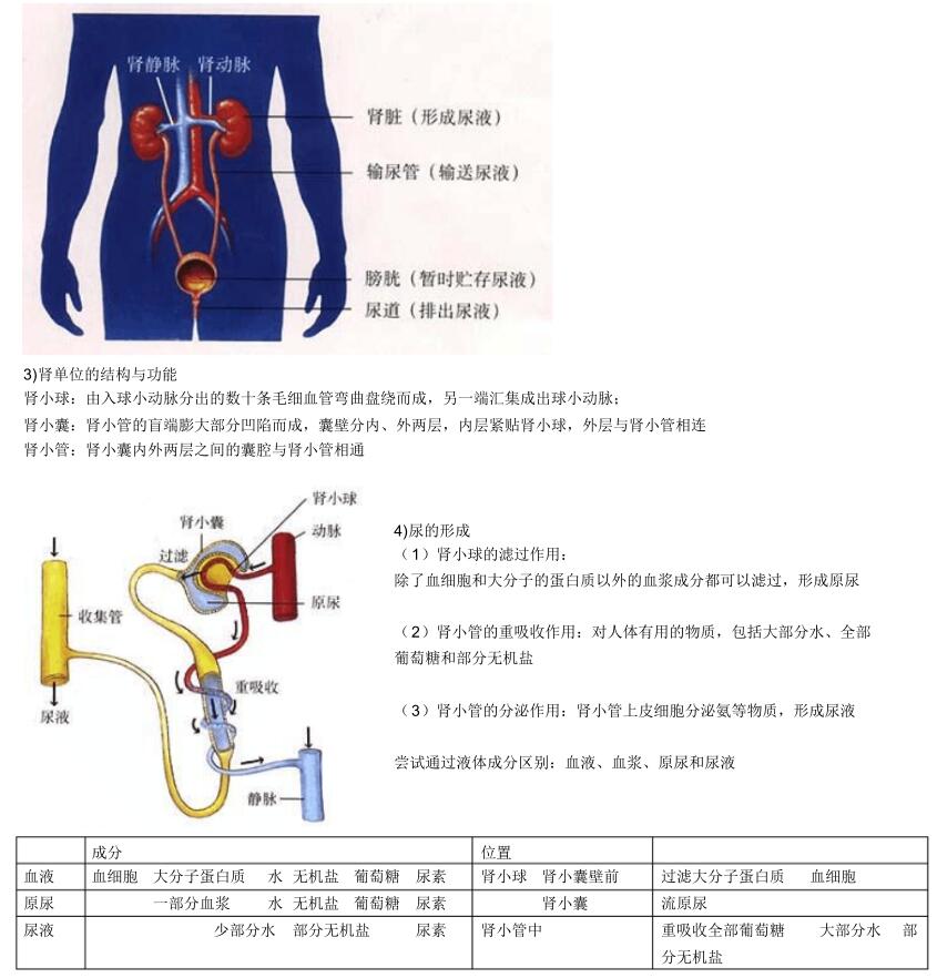 北师大版生物中考必背知识点,苏教版生物中考知识点总结填空版