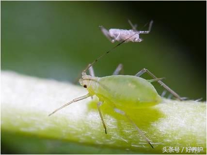 花虫除虫小妙招,花儿如何除虫