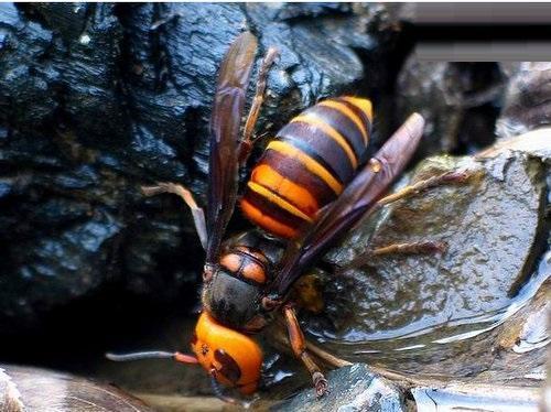 十大又恐怖又特别毒的灭绝虫子,世界上最毒的昆虫黑寡妇