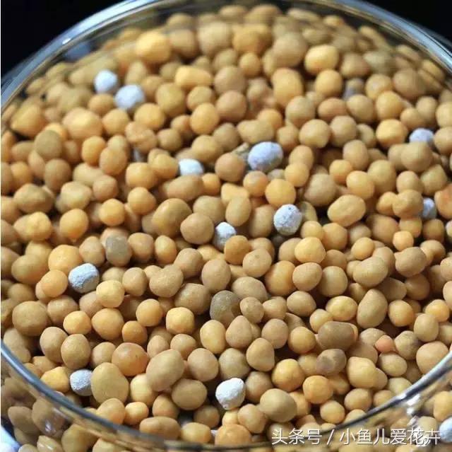 新手养肉肉最好用什么土,新手养肉配土