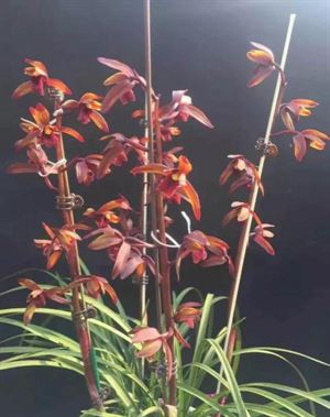 价值3000万一盆的兰花,一盆价值20万的兰花