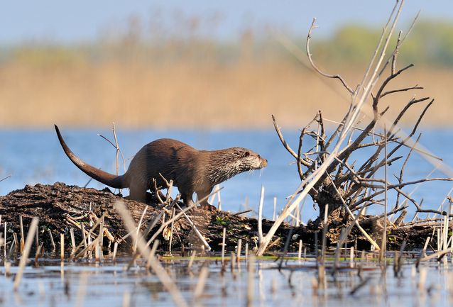 长得可爱实则凶猛无比的水獭,水獭个性