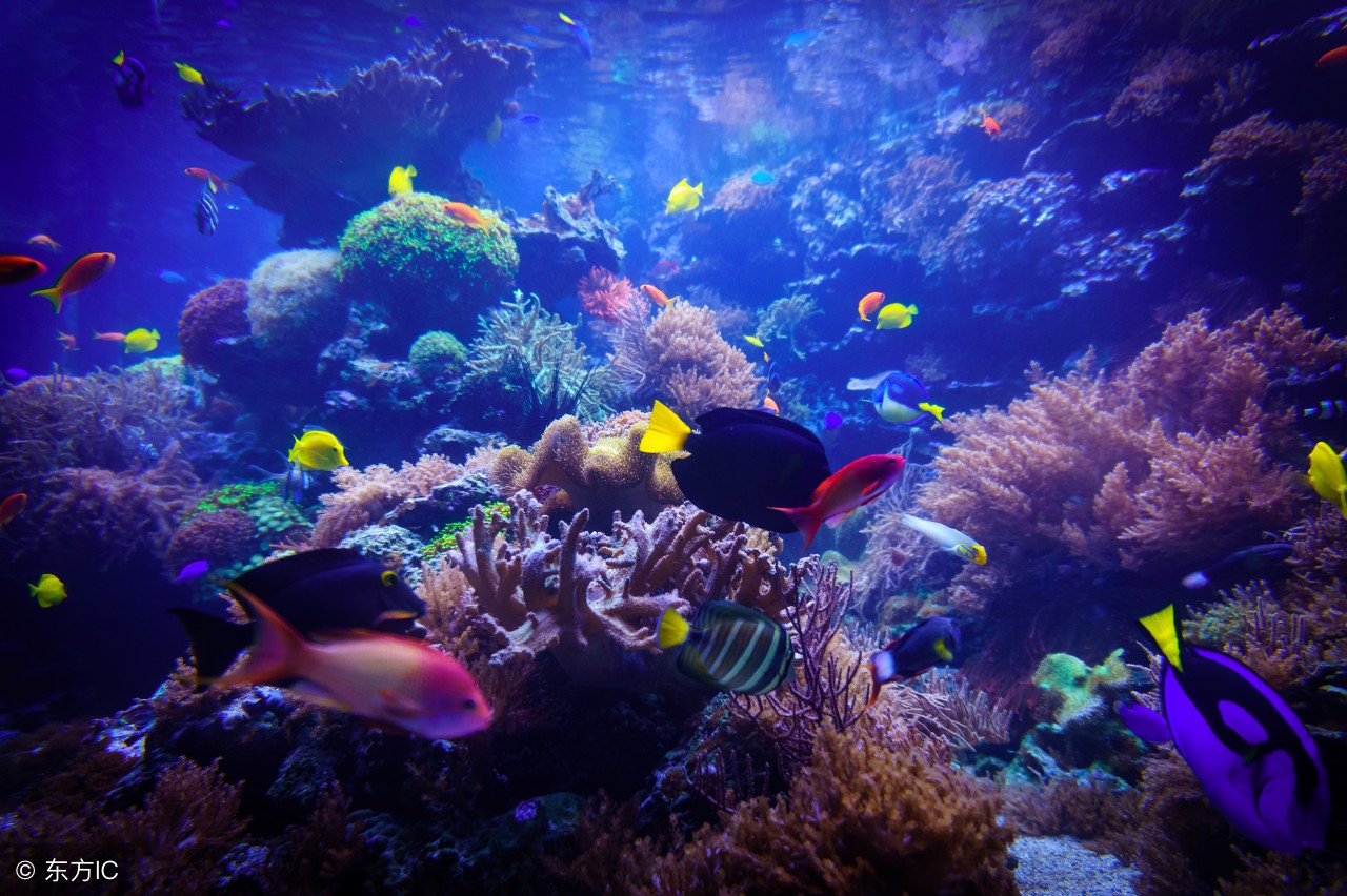 养蓝吊的基本要求,蓝倒吊鱼怎么养