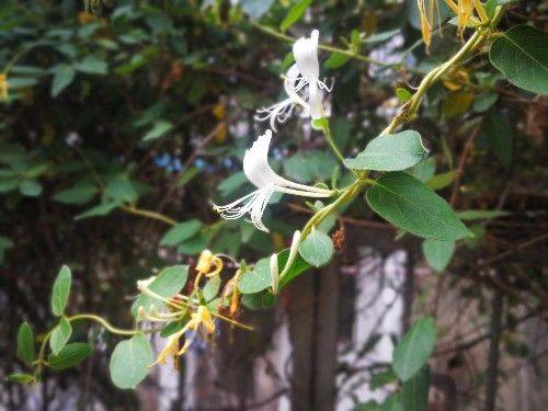 金花银花，因色、香、味、性俱佳，爬上枝头越过围栏，一看就喜欢