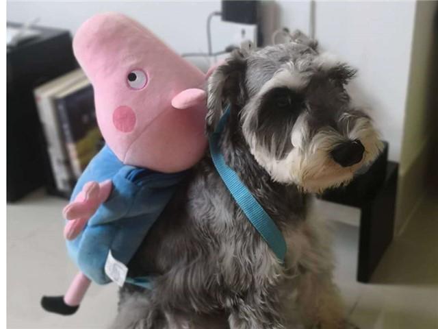 狗子被装书包,狗子被帽衫系紧表情包