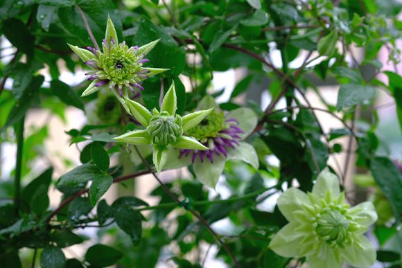 铁线莲爬藤花卉排名前十名,铁线莲哪个品种花最好看