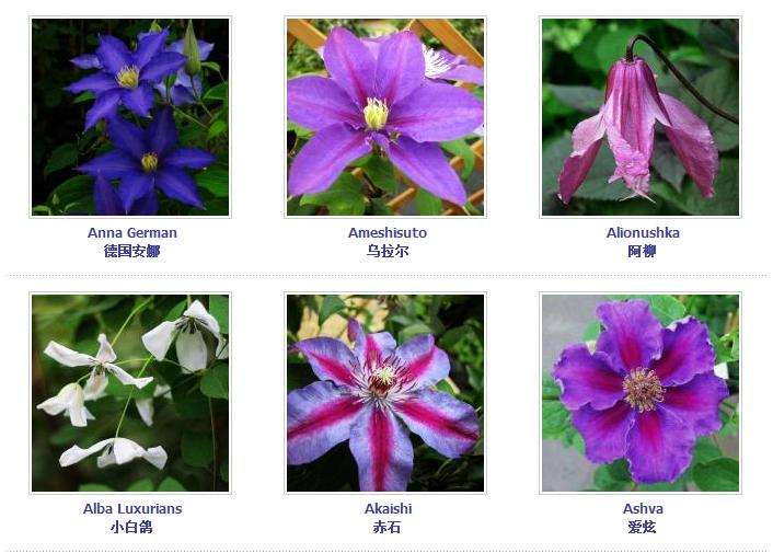 铁线莲爬藤花卉排名前十名,铁线莲哪个品种花最好看