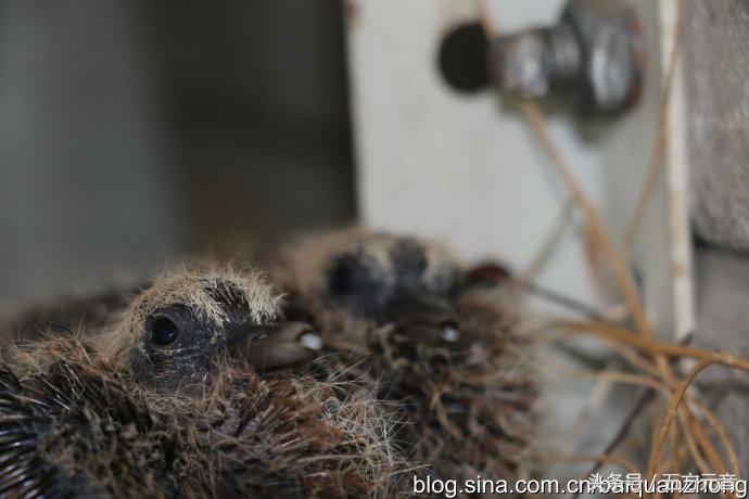 我在“浩顺2号院”的家成了“动植物园”啦